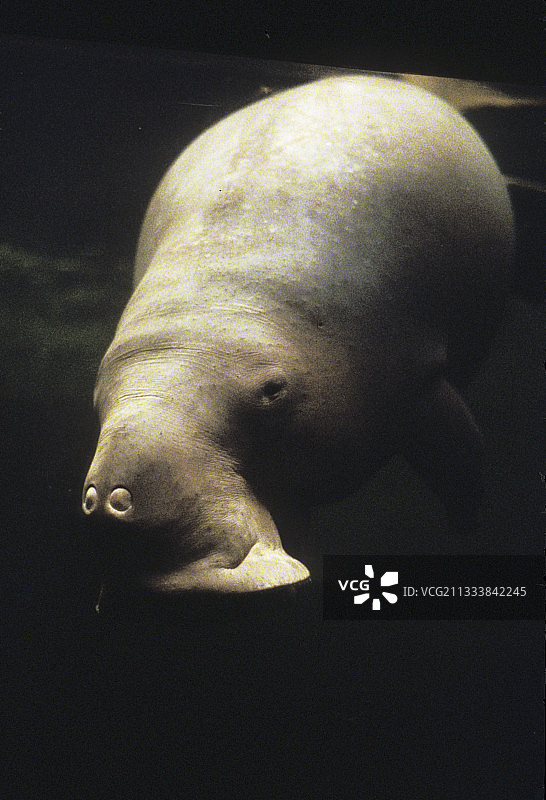 在日本鸟羽水族馆游泳的成年儒艮图片素材