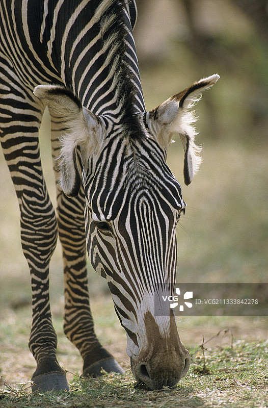在肯尼亚桑布鲁吃草的斑马肖像图片素材