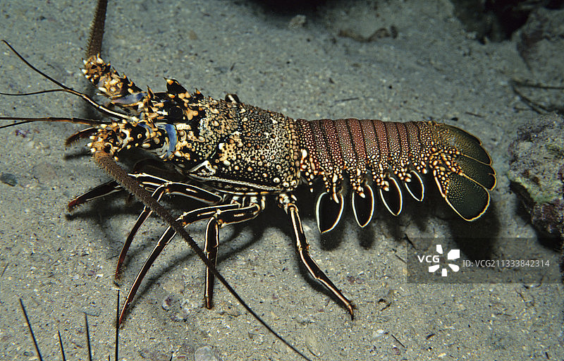 哥斯达黎加水手沙滩上的龙虾图片素材