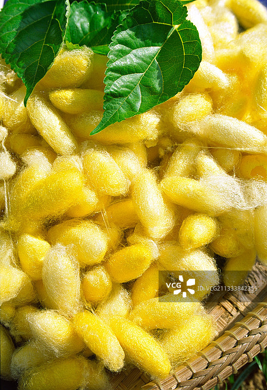 柬埔寨的蚕茧图片素材