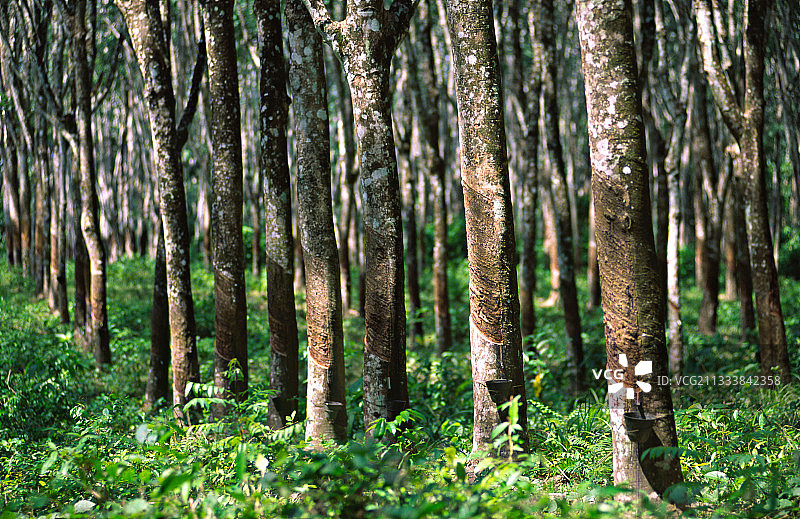 橡胶树种植园，马来西亚图片素材