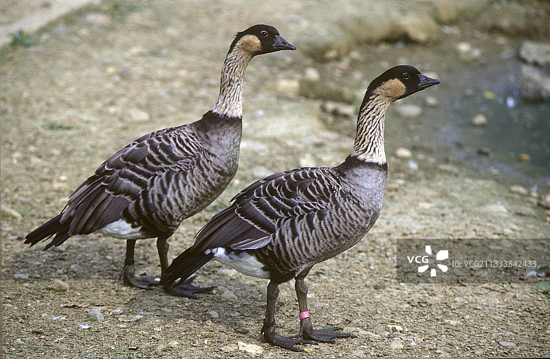 农场里的一对鹅图片素材