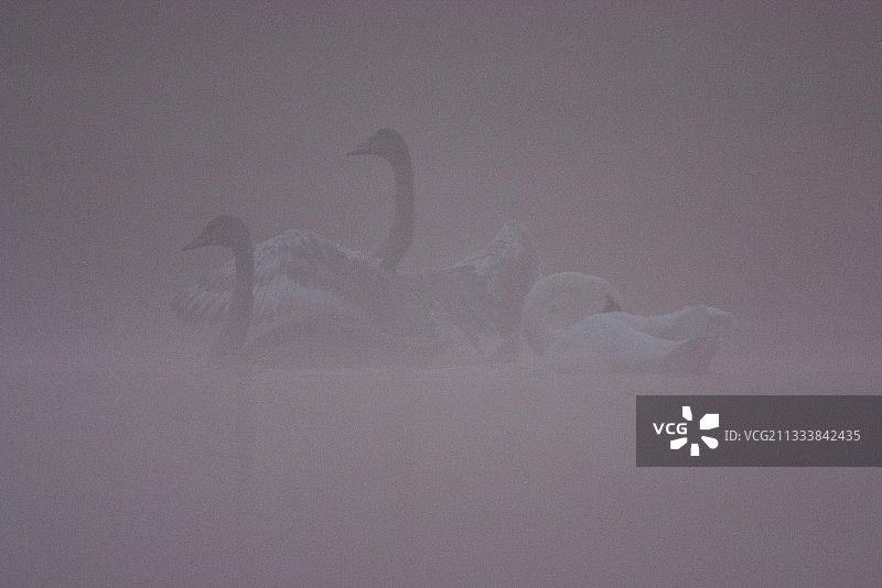 瑞士布雷特湖雾中的疣鼻天鹅图片素材