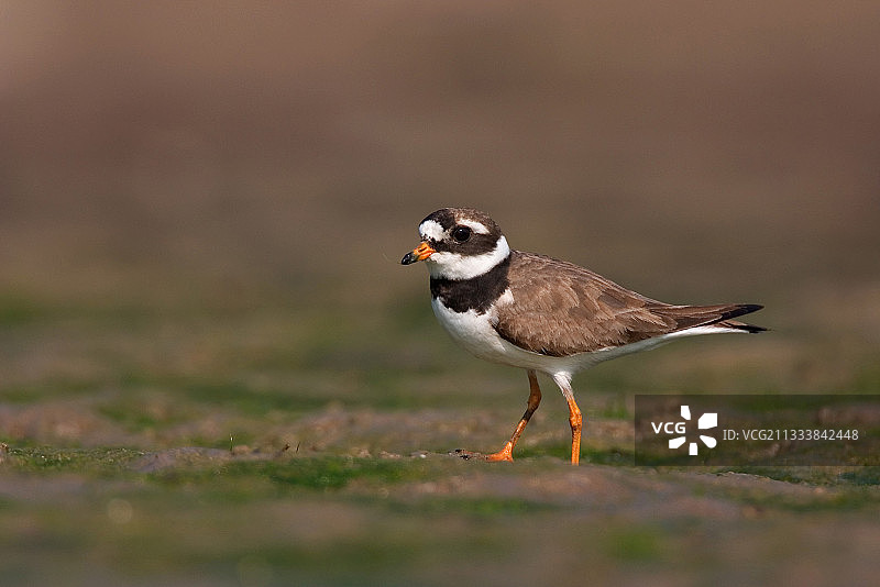 环颈鸻在瑞士布雷特湖的泥地中行走图片素材