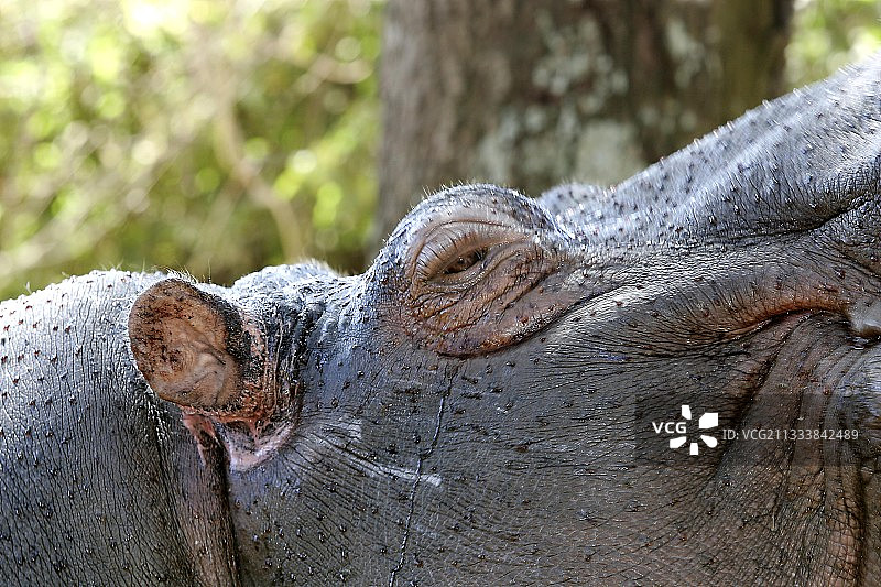 赞比亚河马的大型平面图图片素材