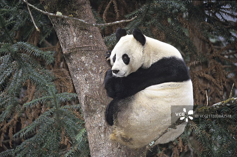 在中国树上休息的大熊猫图片素材