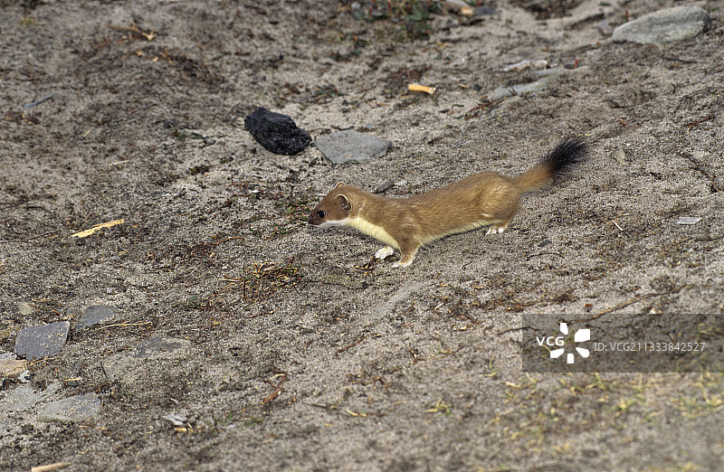 静止的成年艾鼬图片素材