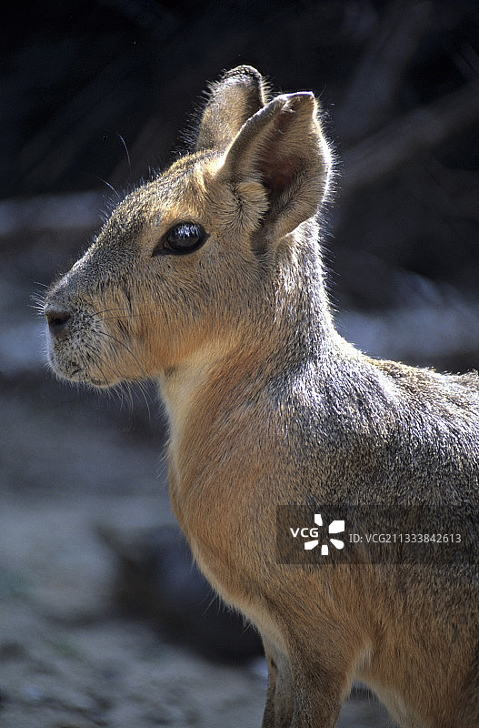阿根廷巴塔哥尼亚的野兔画像图片素材