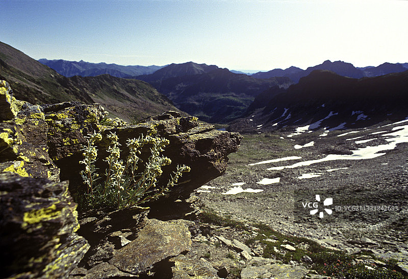 法国梅康图尔公园的吉尼皮植物与风景图片素材
