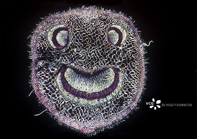 法国覆盆子甘蔗的切割叶柄图片素材