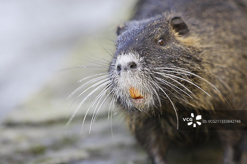 阿尔萨斯的河狸鼠肖像图片素材