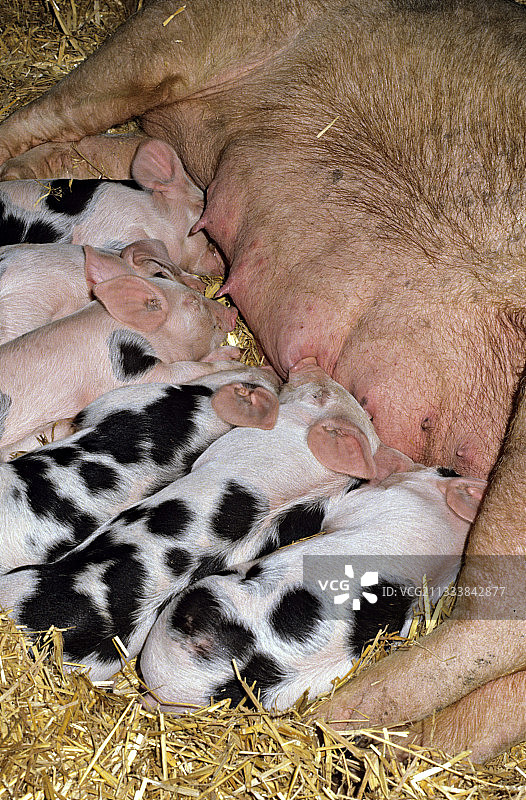 小猪在稻草上吮吸母猪的乳头图片素材