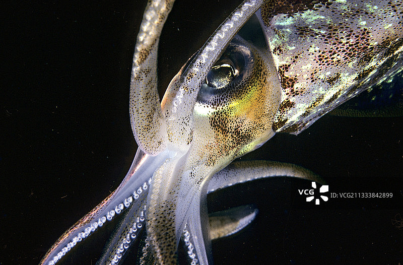 在地中海中游泳的鱿鱼肖像图片素材