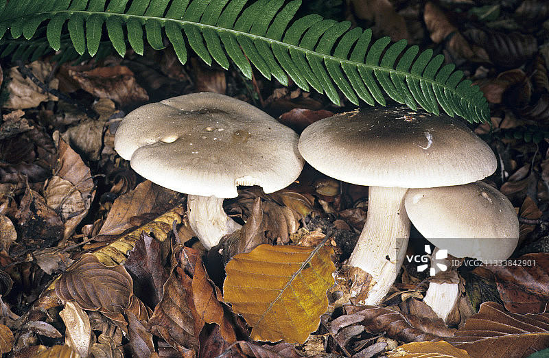 法国的星云状小菇和枯叶图片素材