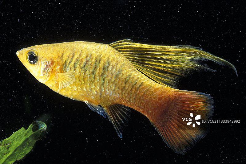 金色墨西哥剑鱼图片素材