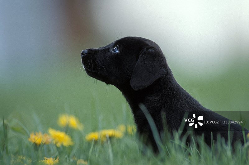 在法国草地上的黑色小拉布拉多犬肖像图片素材