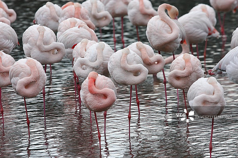 休息中的大红鹳图片素材