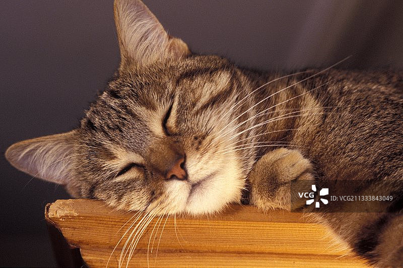 在法国的家具上睡觉的欧洲猫画像图片素材