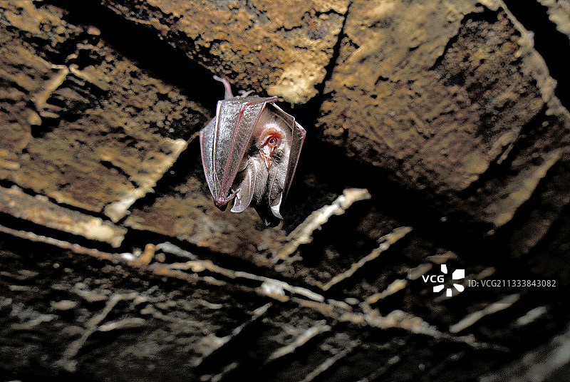 悬挂在谷仓天花板上的小蹄蝠幼崽图片素材