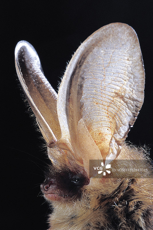 法国棕色大耳蝙蝠 портрет图片素材