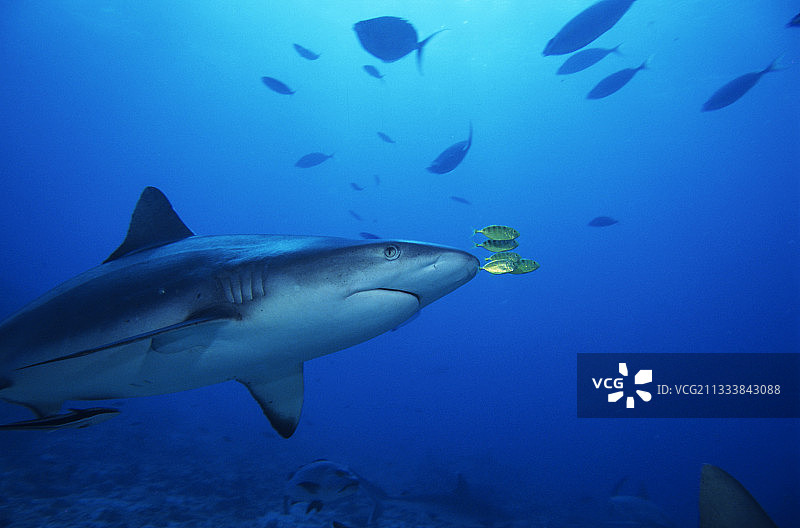 灰礁鲨和金色鲹鱼图片素材