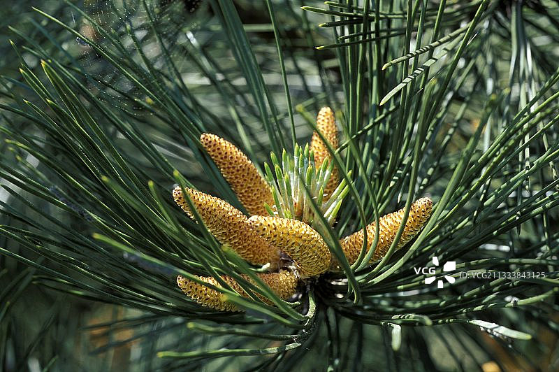 黑松果图片素材