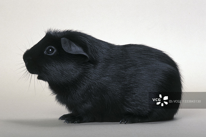 成年黑色豚鼠工作室照片图片素材