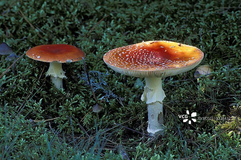 安妮塔图片素材