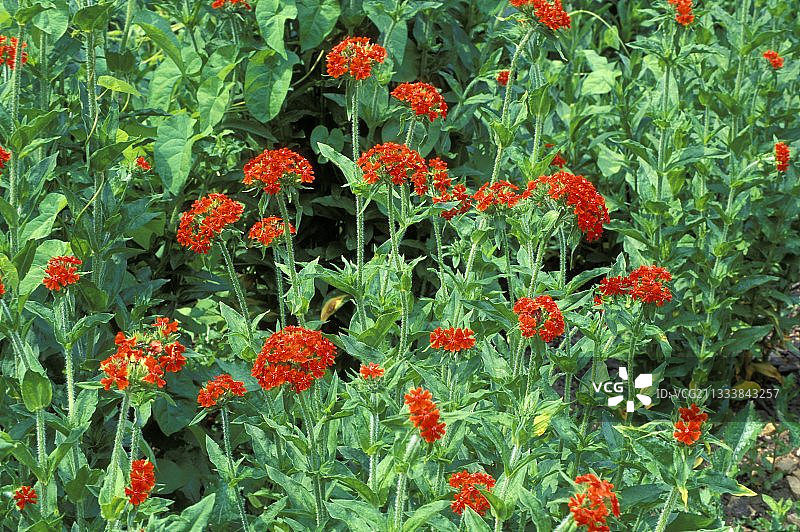 马耳他十字图片素材