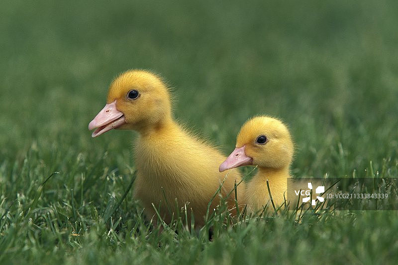 草地中小鸭子的肖像图片素材