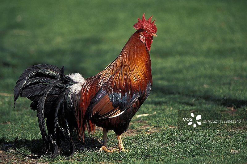 在草地上行走的金色来航鸡图片素材