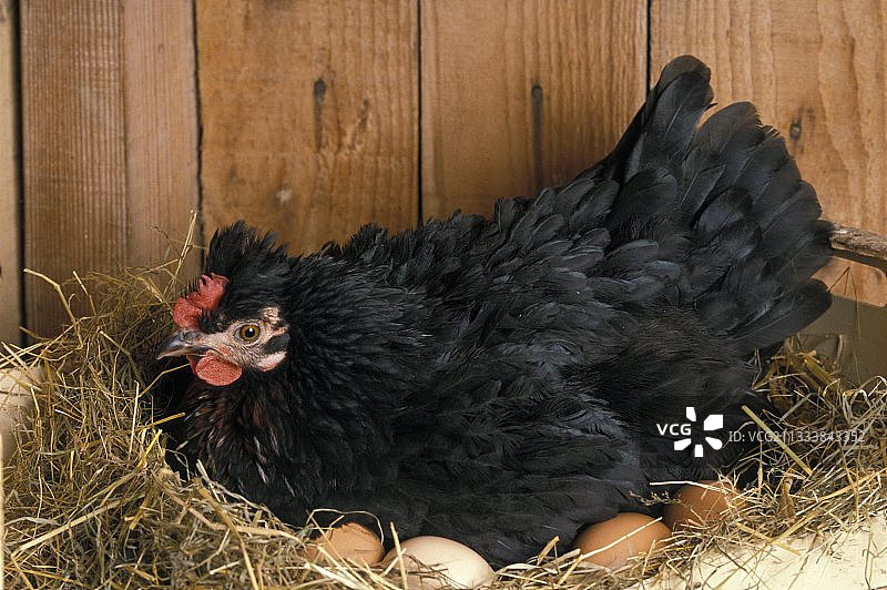 黑色母鸡稻草上孵蛋法国图片素材
