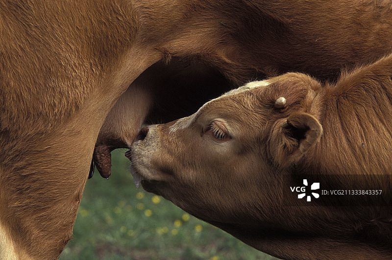 奶牛豪华轿车在法国图片素材