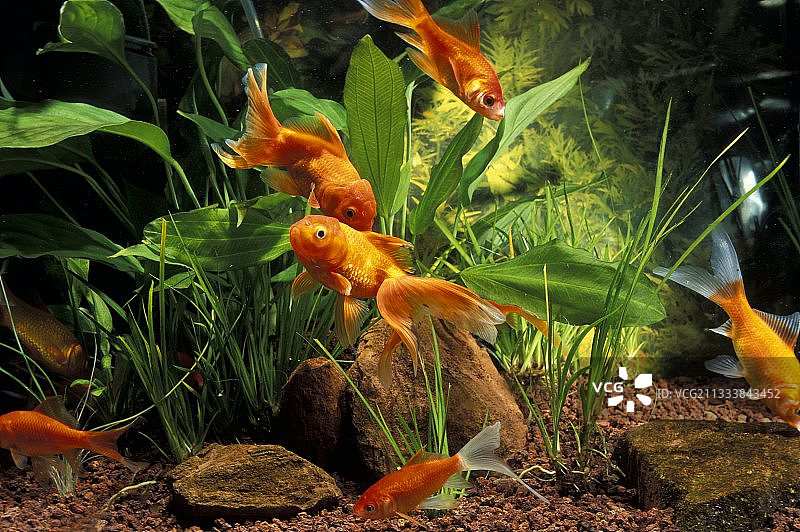 一群金鱼在鱼缸里图片素材