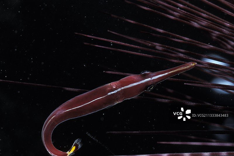 海胆上的电鳐图片素材