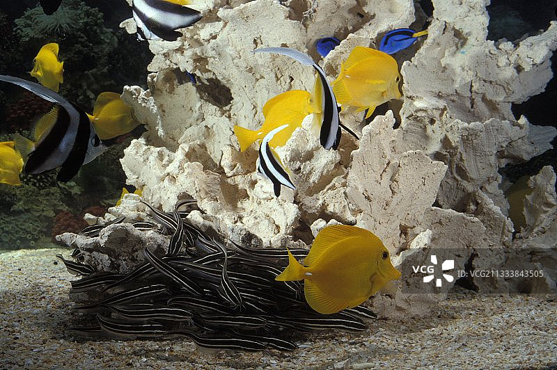 在海水水族馆中游泳的鱼群图片素材
