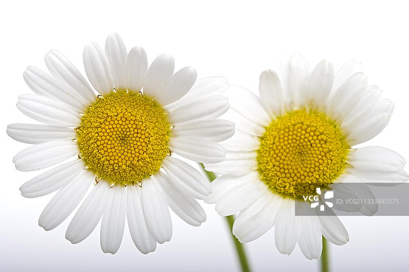 雏菊肖像图片素材