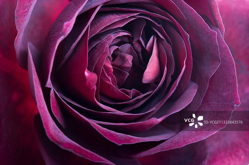 法国老玫瑰花瓣细节图片素材