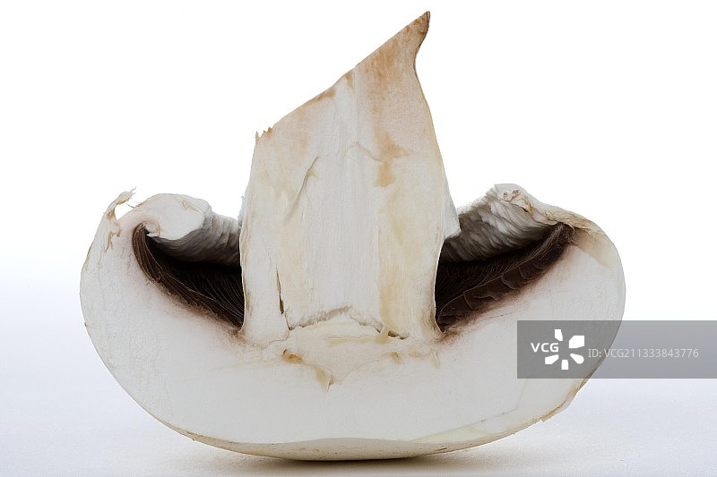 白色区域上种植的食用蘑菇图片素材