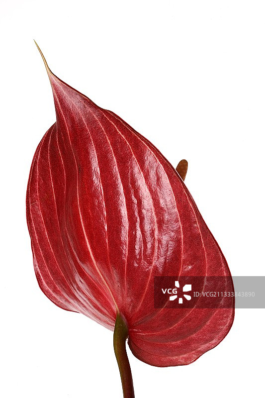 白色区域的红色园艺芋图片素材