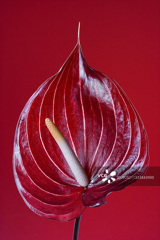 彩色背景上的红色园艺马蹄莲图片素材