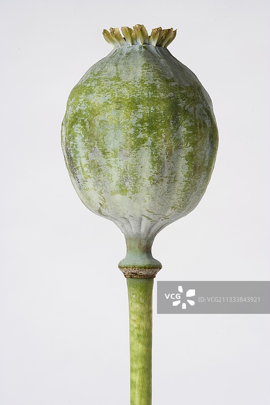 彩色背景上的罂粟果实图片素材