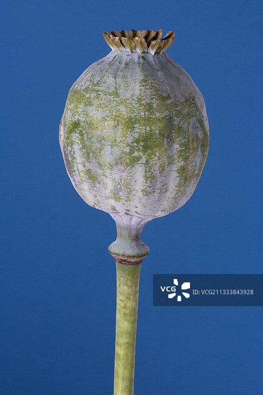 彩色背景上的罂粟果实图片素材