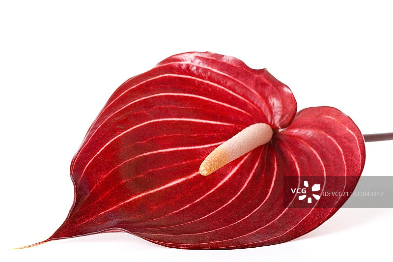 白色区域的红色园艺芋图片素材