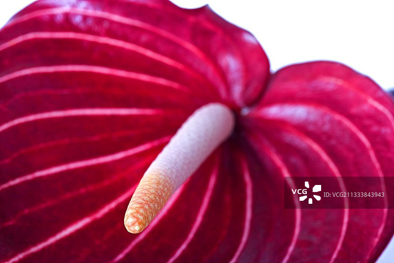 红色海芋花序大图图片素材