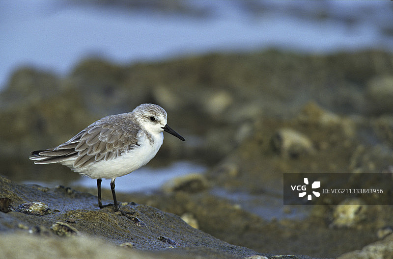 岩石岸边的鹬图片素材