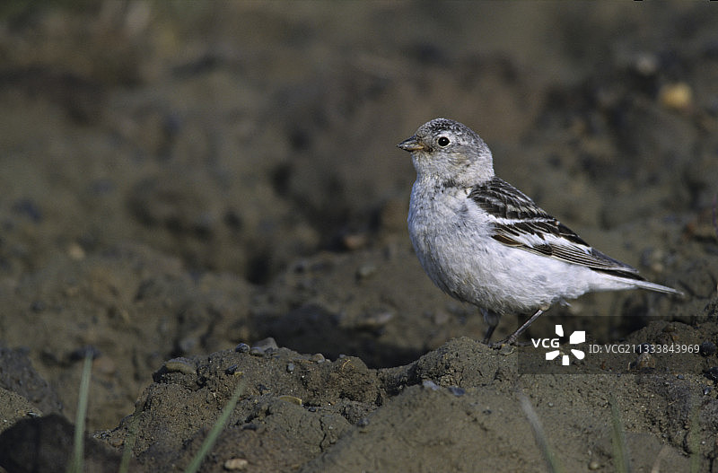 在地面上的雪鹀图片素材