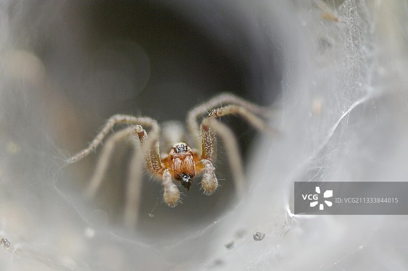 法国孚日山脉漏斗网迷宫蜘蛛图片素材