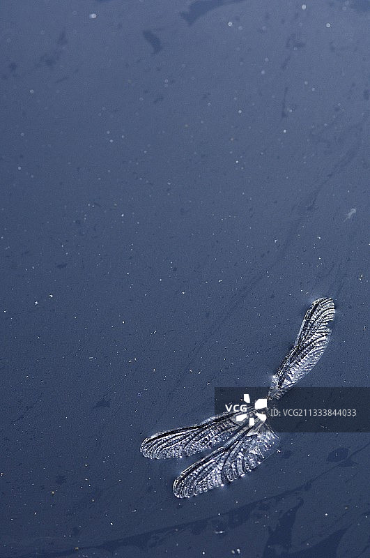 漂浮在水面上的蜻蜓翅膀，法国孚日图片素材
