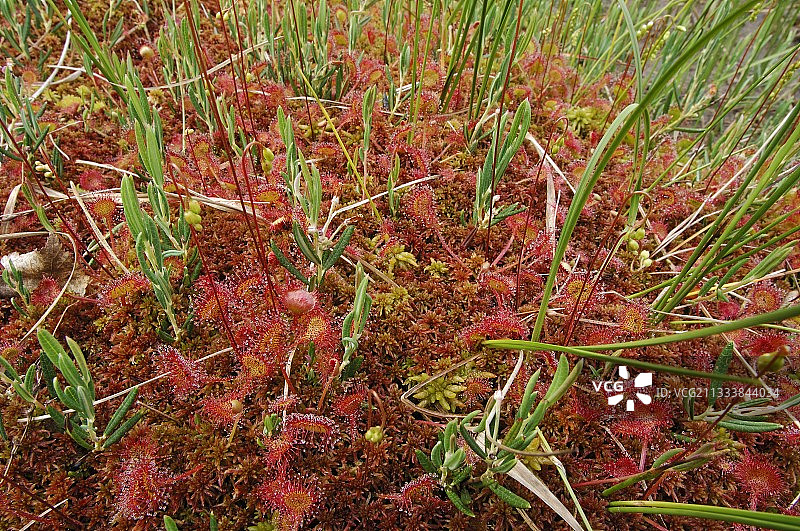 法国孚日泥炭沼泽中的圆叶茅膏菜图片素材